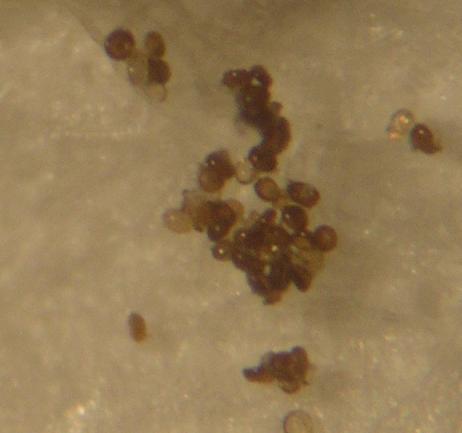 Myrmicinosporidium