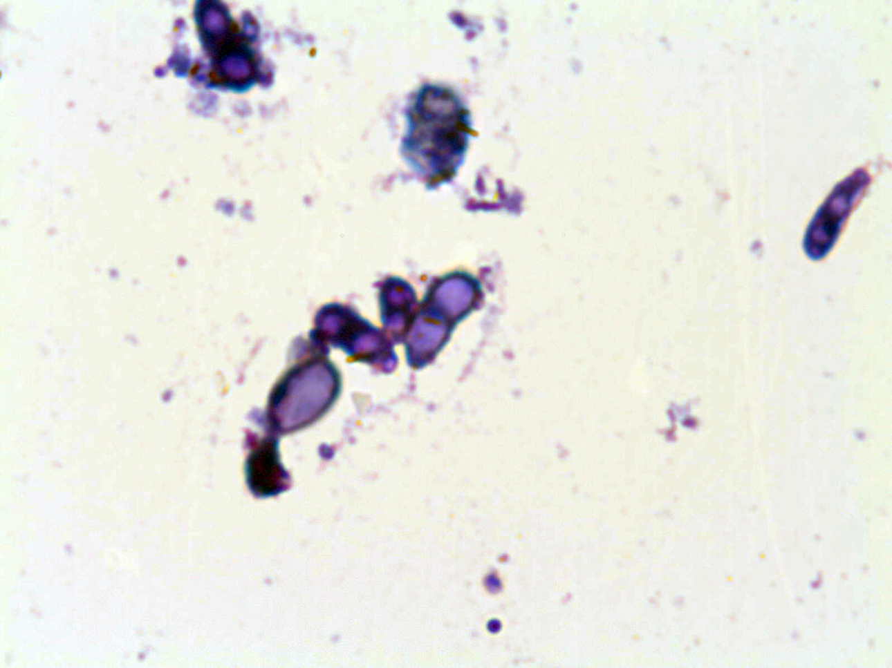 Microscopio