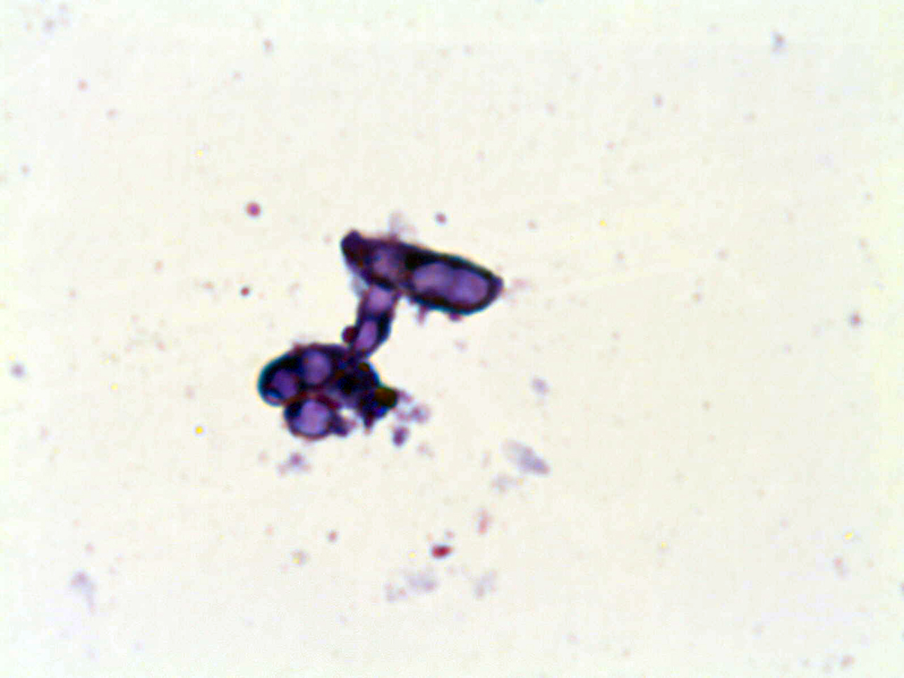 Microscopio