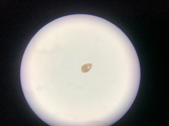 Acaro parasito