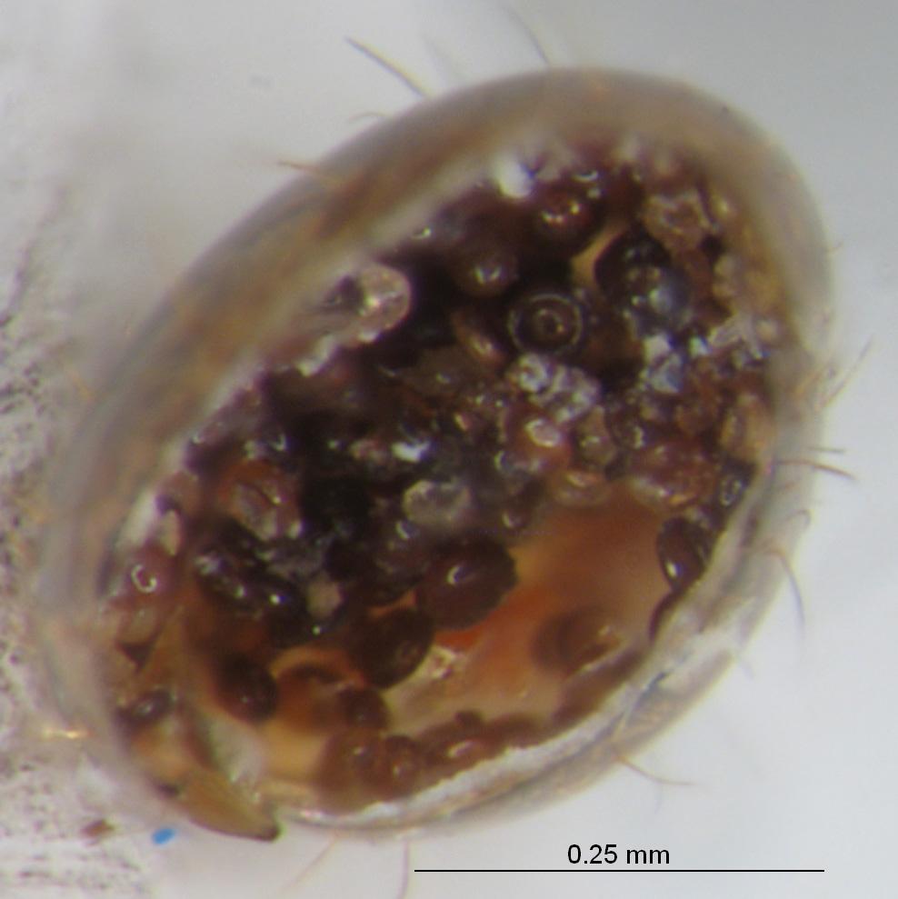Myrmicinosporidium.