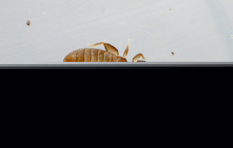3 liposcelis