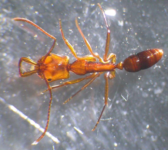 anochetus