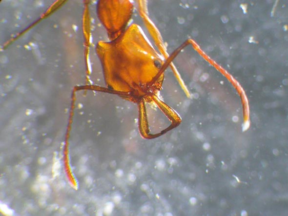 anochetus1