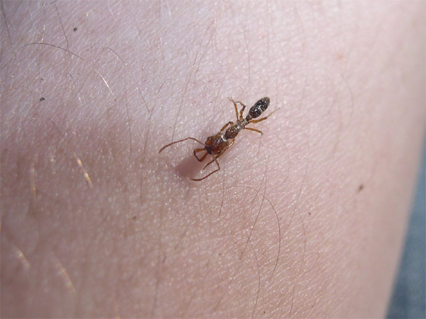 Anochetus