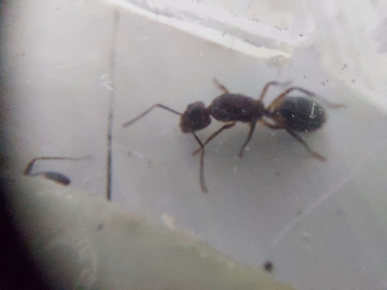 Camponotus Mus 4
