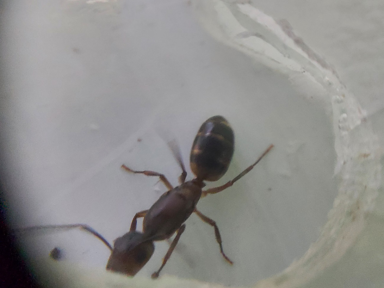 Camponotus Mus 5