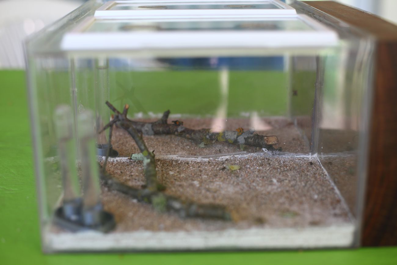 Hormiguero camponotus borelli