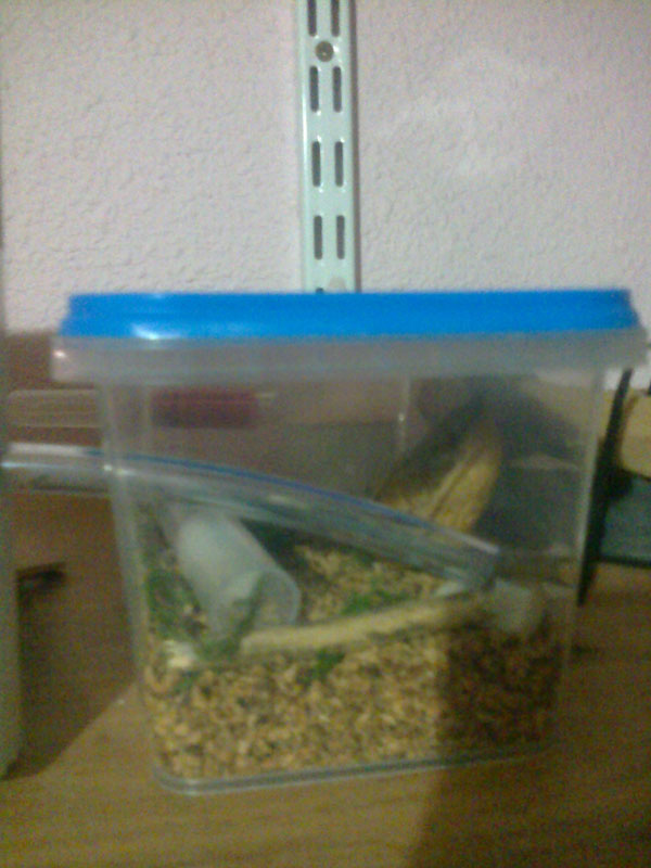 Caja de forrajeo C. scutellaris