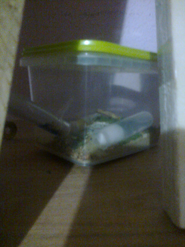 Caja de forrajeo C. cruentatus