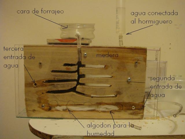 hormiguero en madera