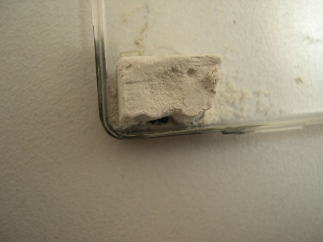 terrario solenopsis