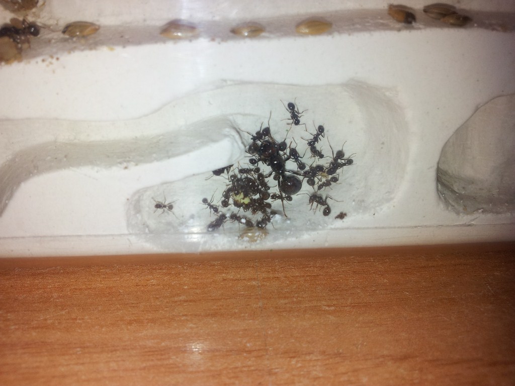 comiendo semilla
