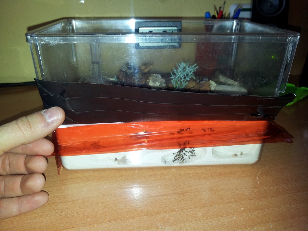 celo y carton