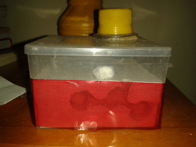 Hormiguero caja de cotonitos