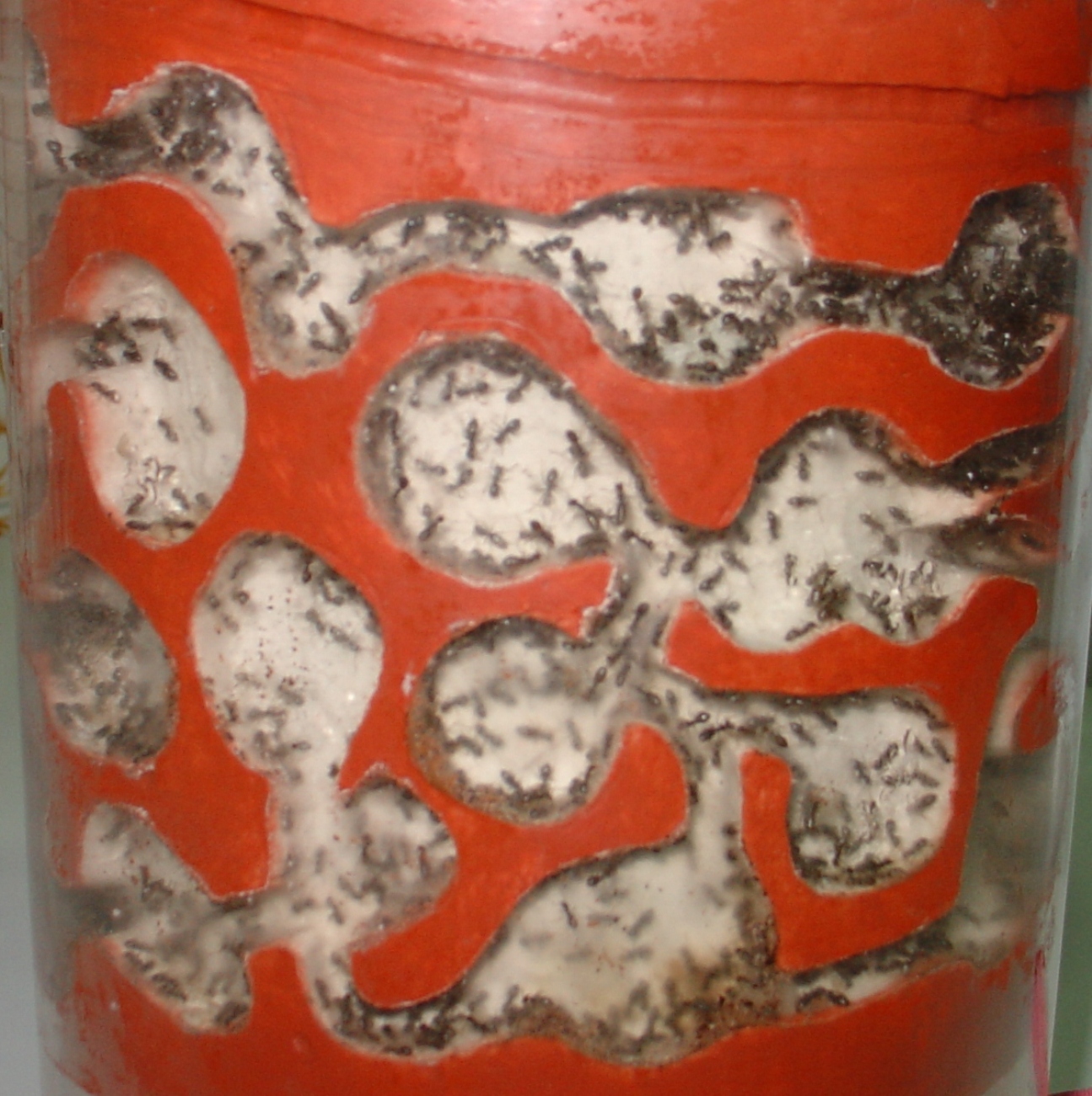 lasius niguer tuper yeso circular