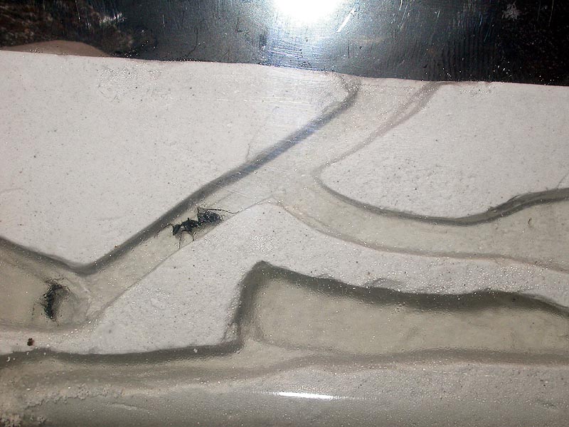 hormiguero de cruentatus