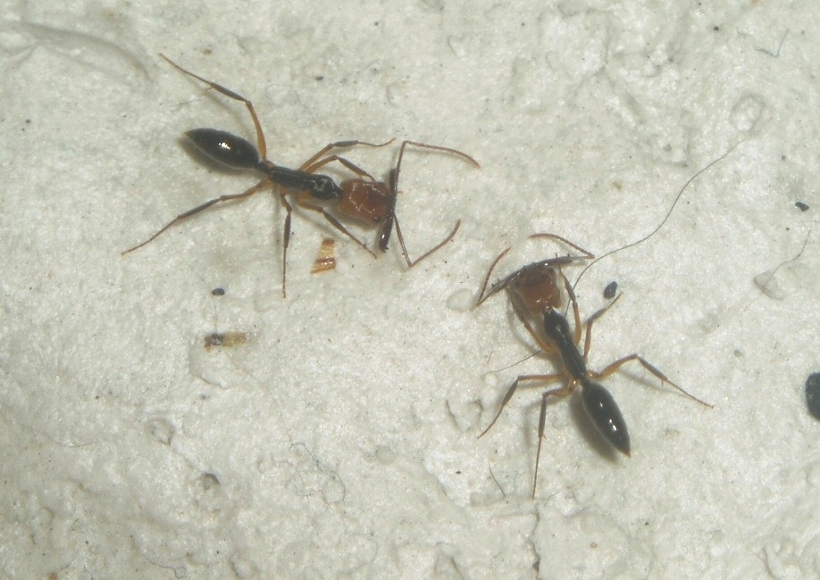 Odontomachus E. 3