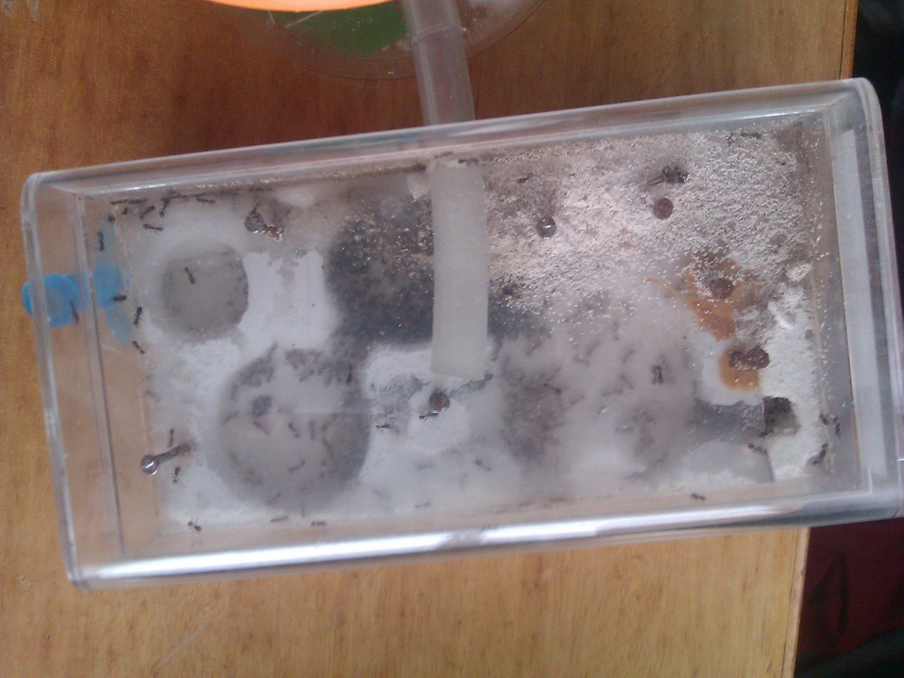 hormiguero tetras