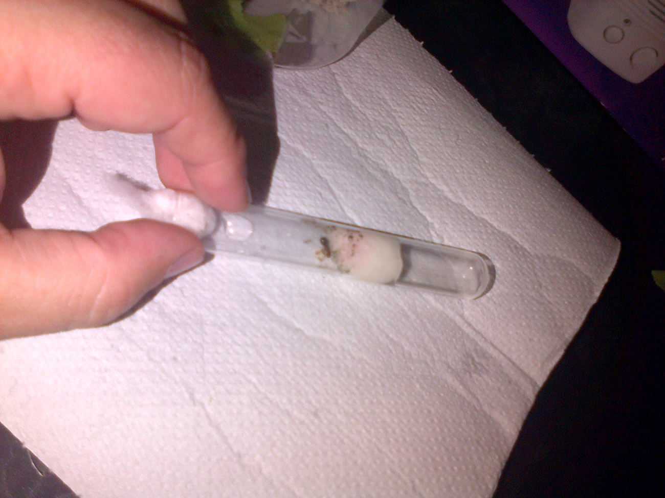 Pheidole sp