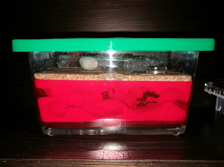 Hormiguero Cruentatus