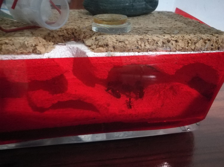Hormiguero Cruentatus
