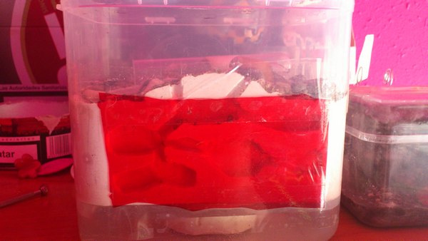 lasius