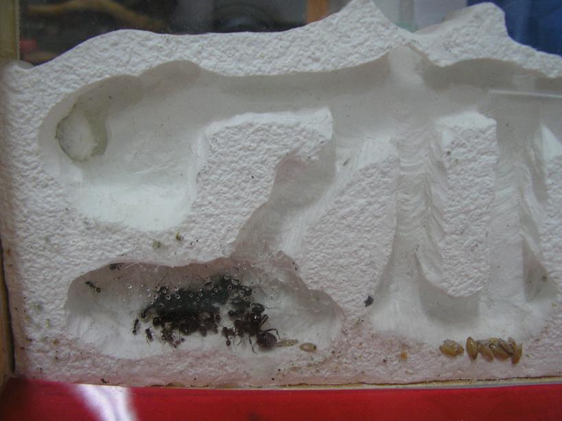 condensacion