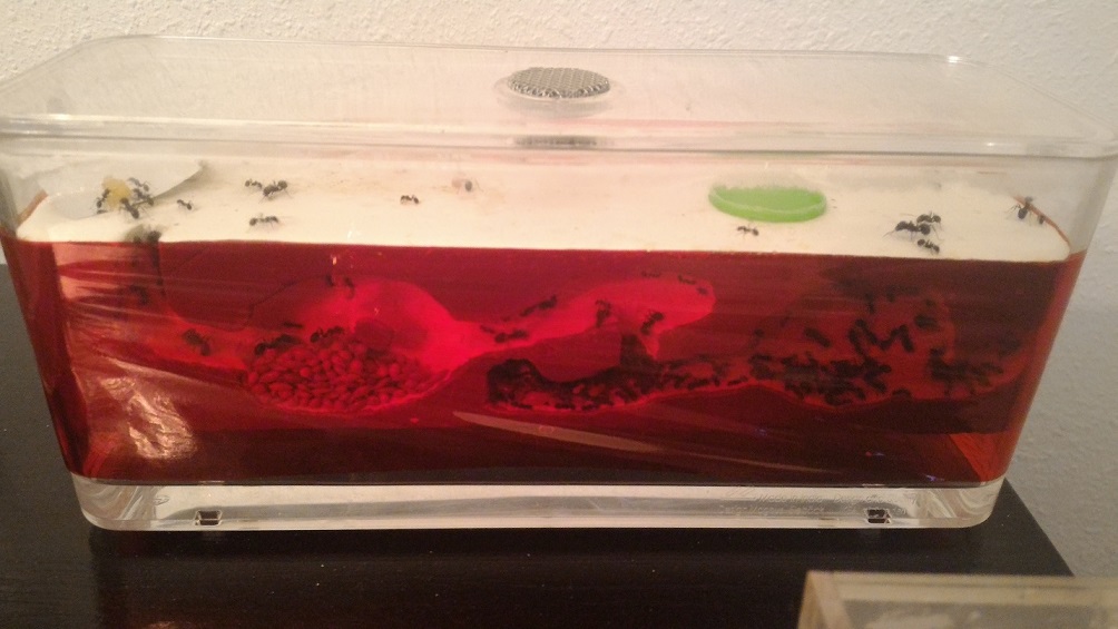 hormi3