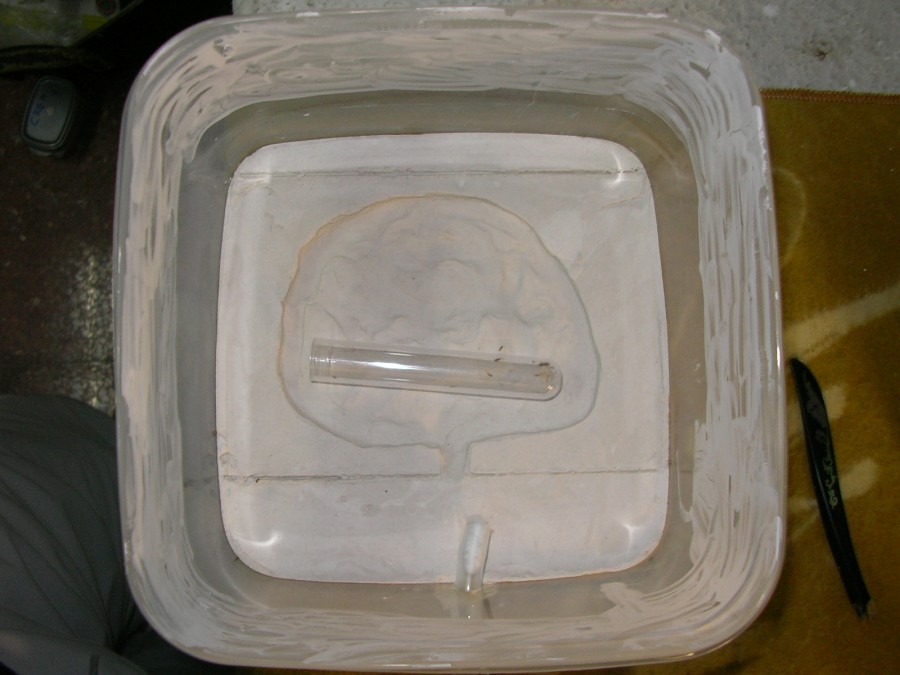 plagiolepis