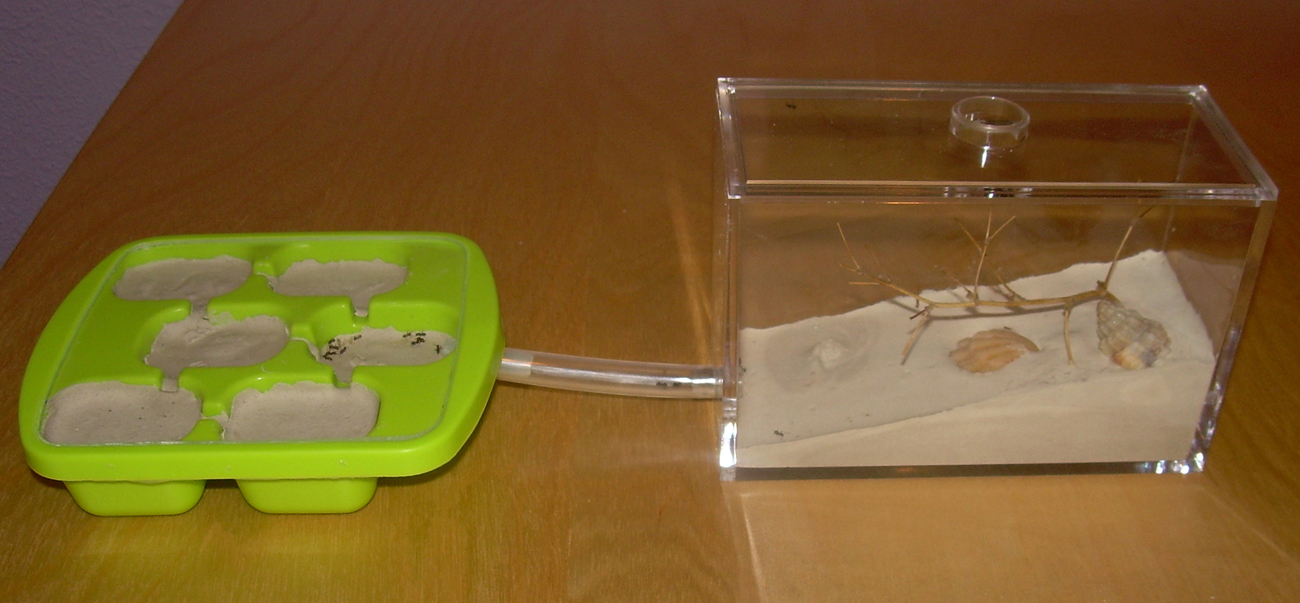 Tipo gayo para lasius niger