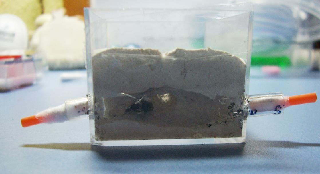 lasius reina