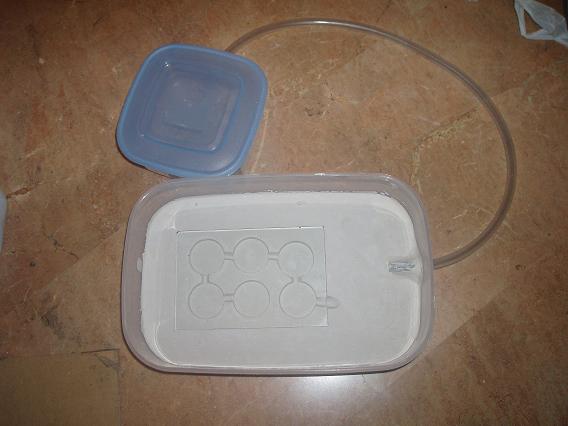 hormiguero para lasius