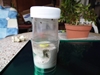 chupito-02