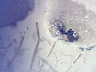 Hormigero tipo ozo