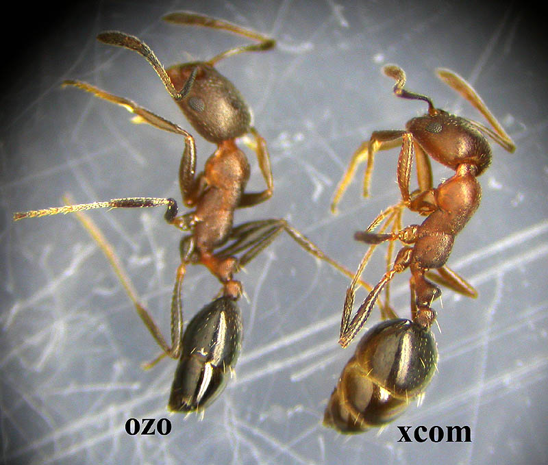 monomorium de xcom