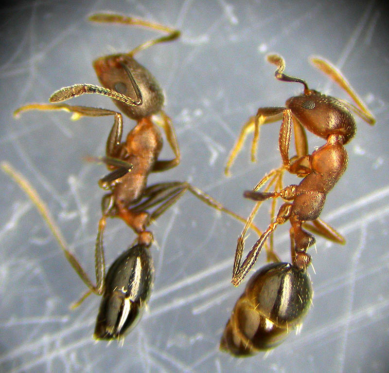 monomorium de xcom