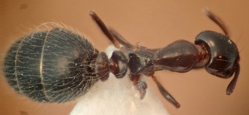 M. hesperium