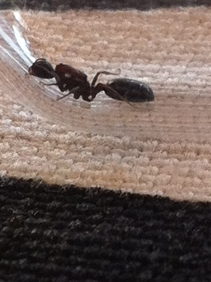 Monomorium Subecapum