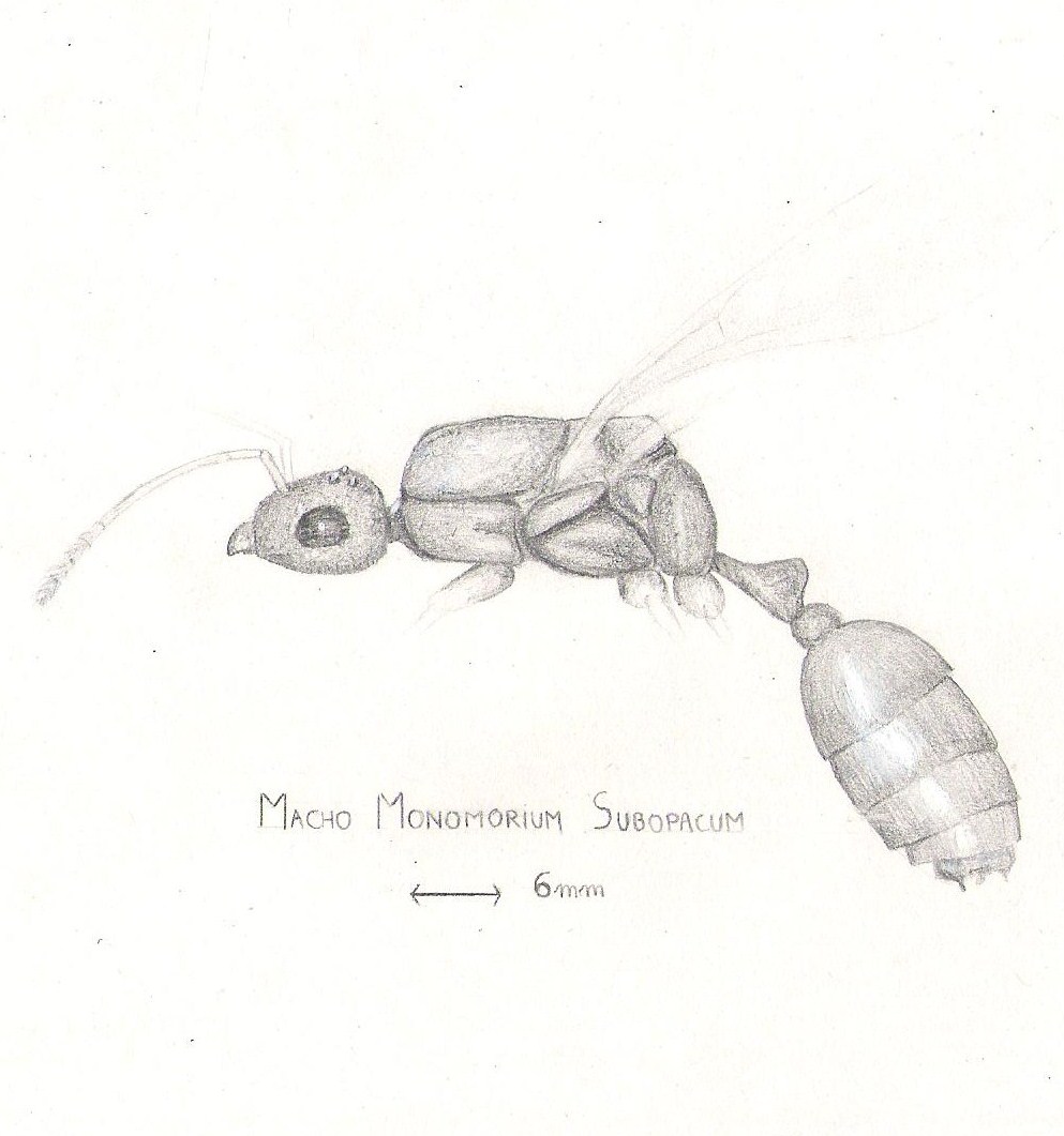 Monomorium subopacum (macho)