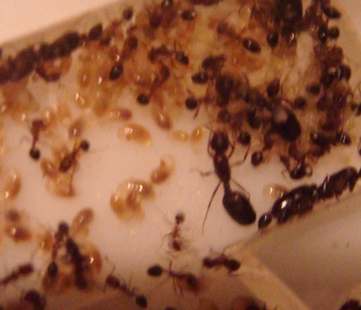 Mis monomorium.