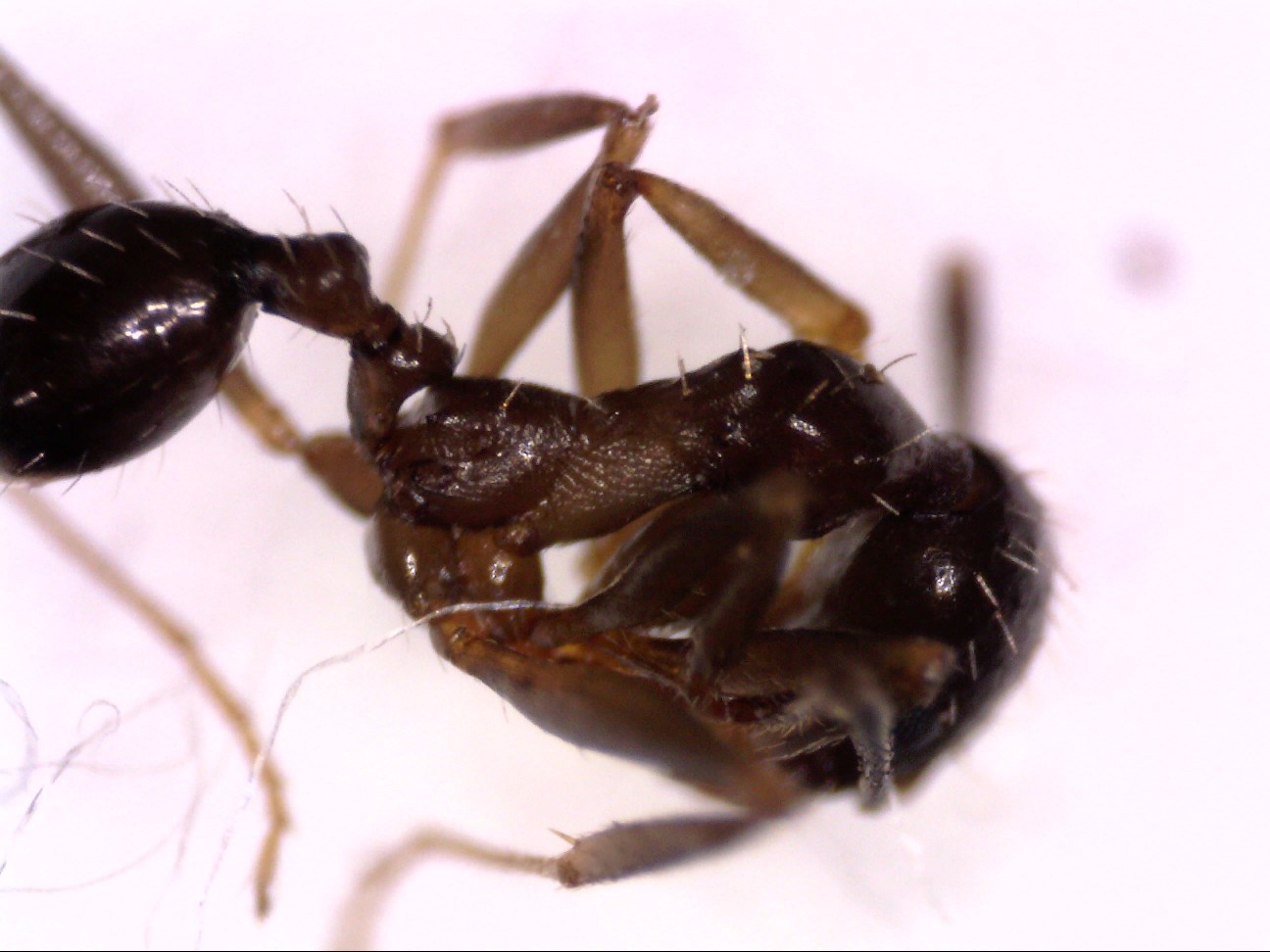 monomorium 2