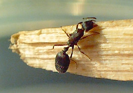 sera una reina?