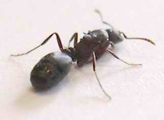 sera una reina tetramorium?�