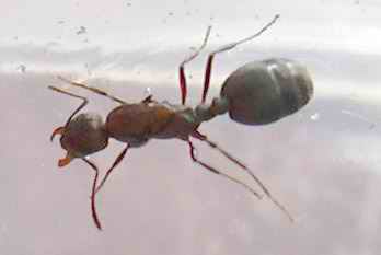 sera una reina tetramorium?�