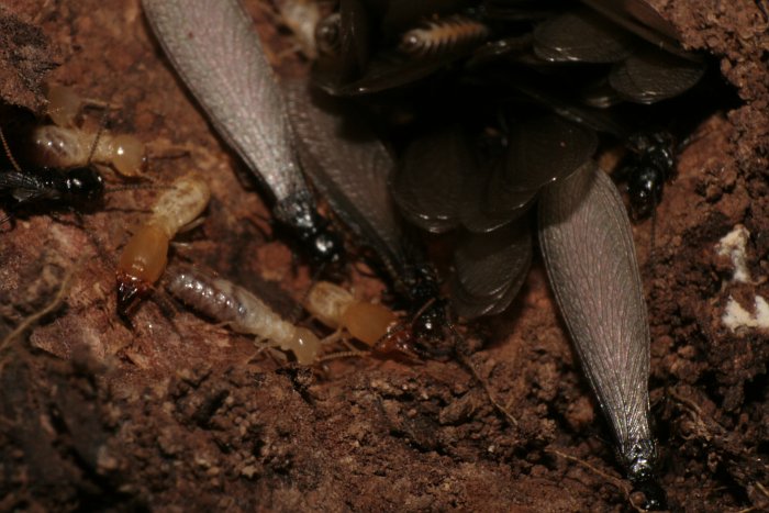 00068