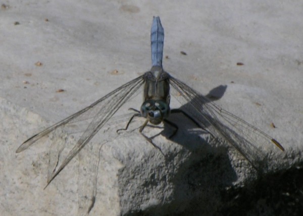 DSCN1071