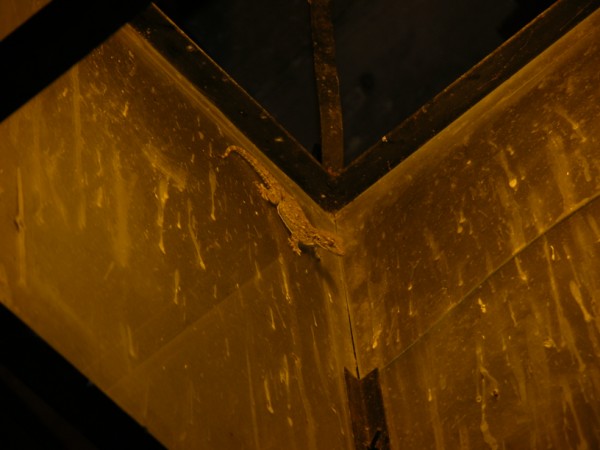 DSCN1270