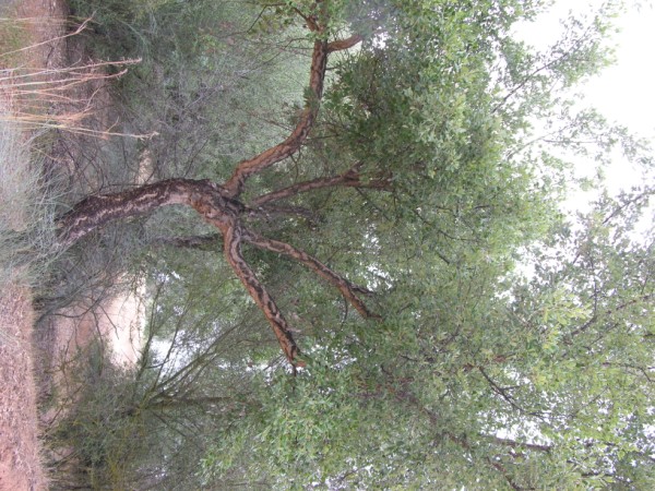 DSCN1341