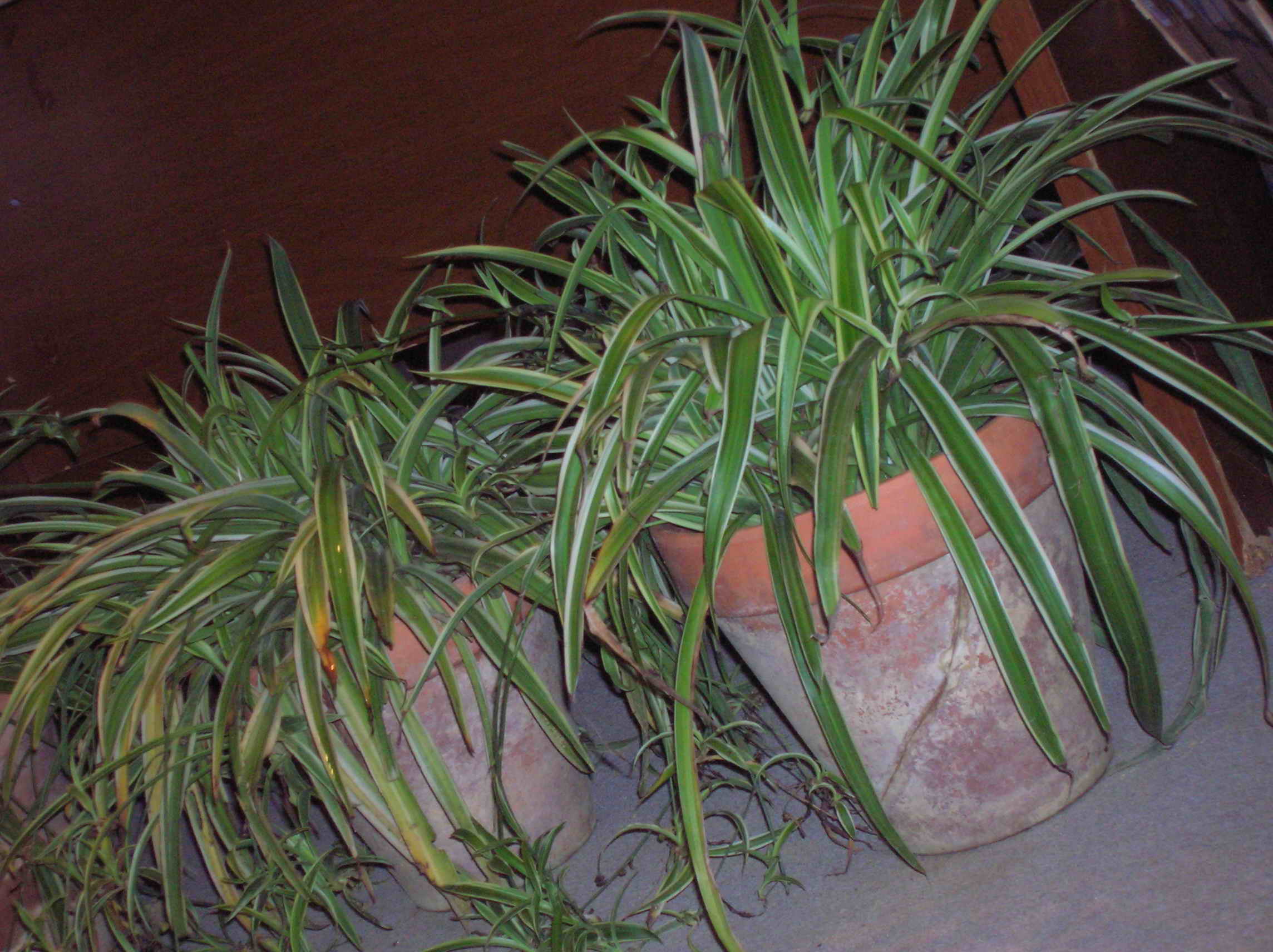 DSCN0643